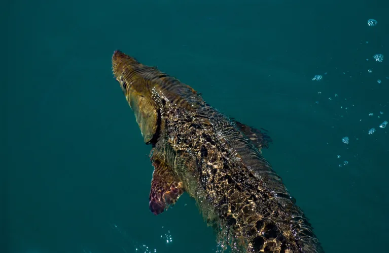 Hook and line sturgeon season opens today